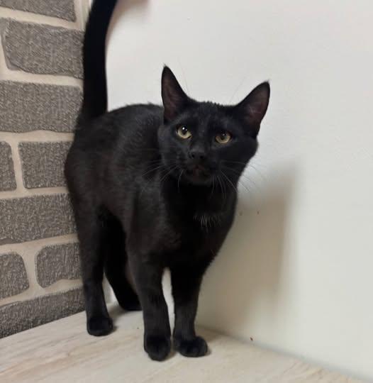 Enlarge Nori @ Fat Cat Cafe, a ADOPTABLE Domestic Short Hair in Tallahassee, FL image 1/1