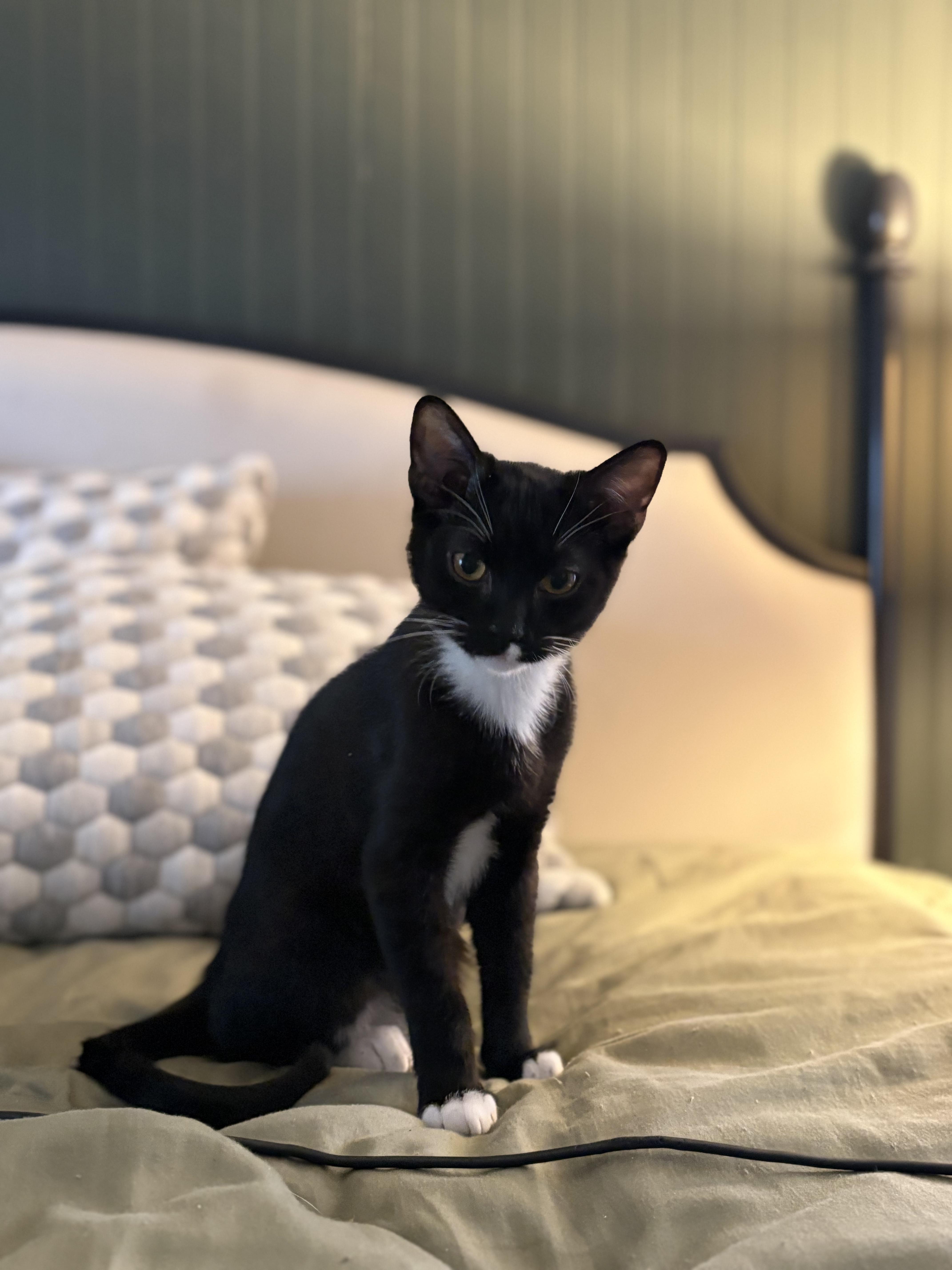 Enlarge Romy, an adopted Domestic Short Hair in Greenwood, IN image 1/2