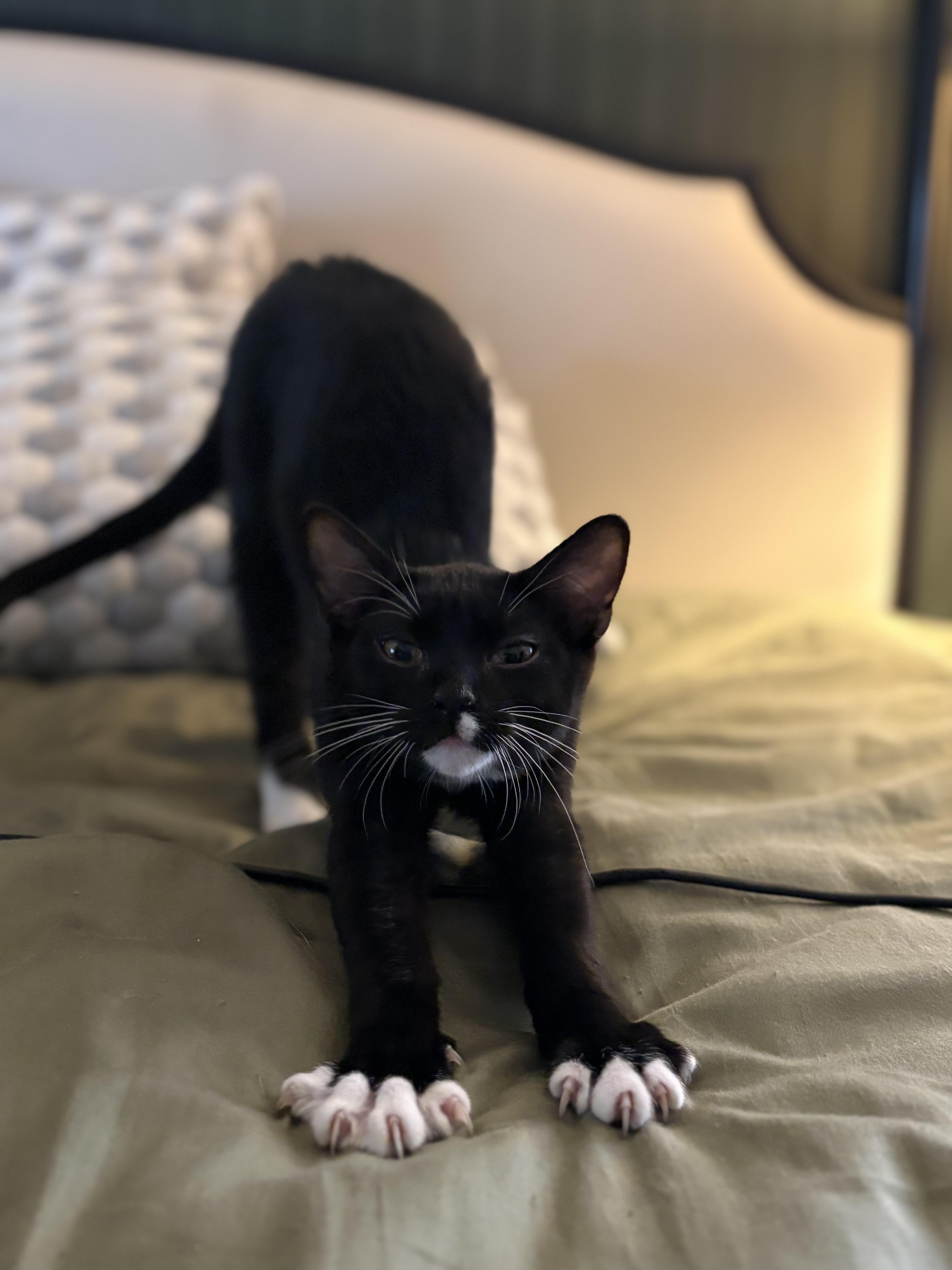 Enlarge Romy, an adopted Domestic Short Hair in Greenwood, IN image 2/2