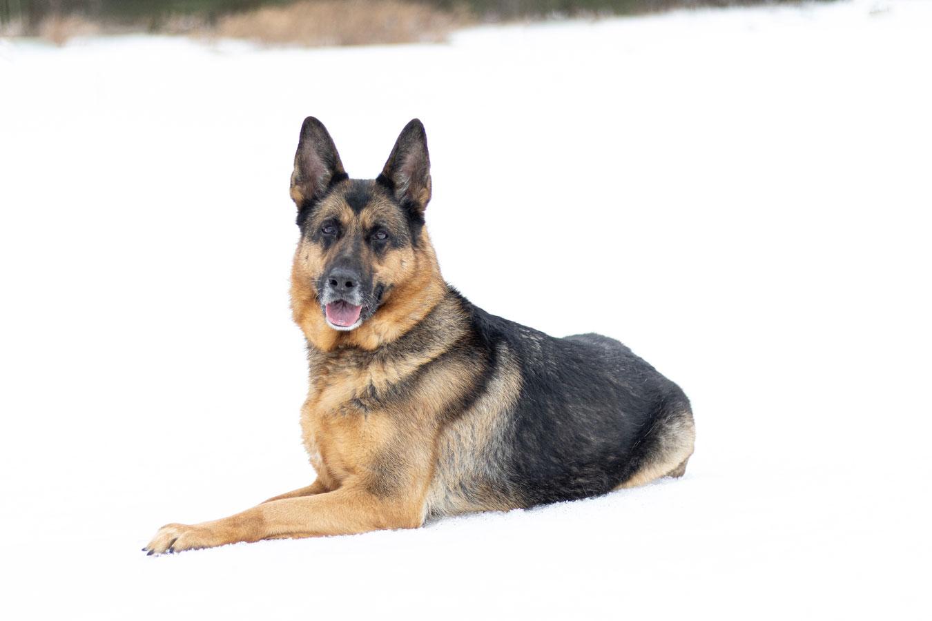 Enlarge Ellie, a ADOPTABLE German Shepherd Dog in Wayland, MA image 4/5