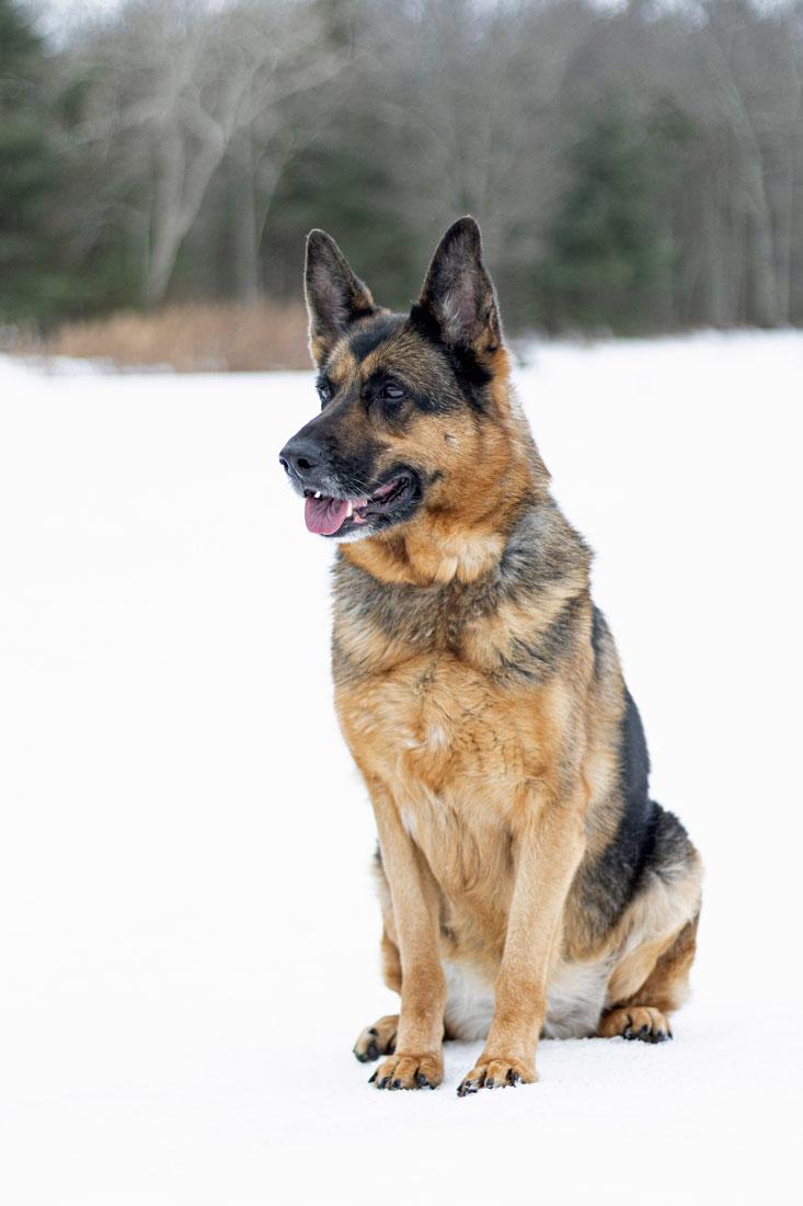 Enlarge Ellie, a ADOPTABLE German Shepherd Dog in Wayland, MA image 2/5