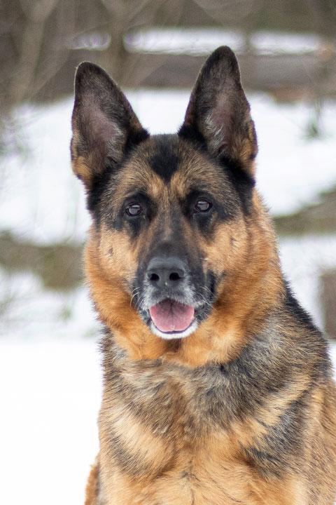 Enlarge Ellie, a ADOPTABLE German Shepherd Dog in Wayland, MA image 1/5