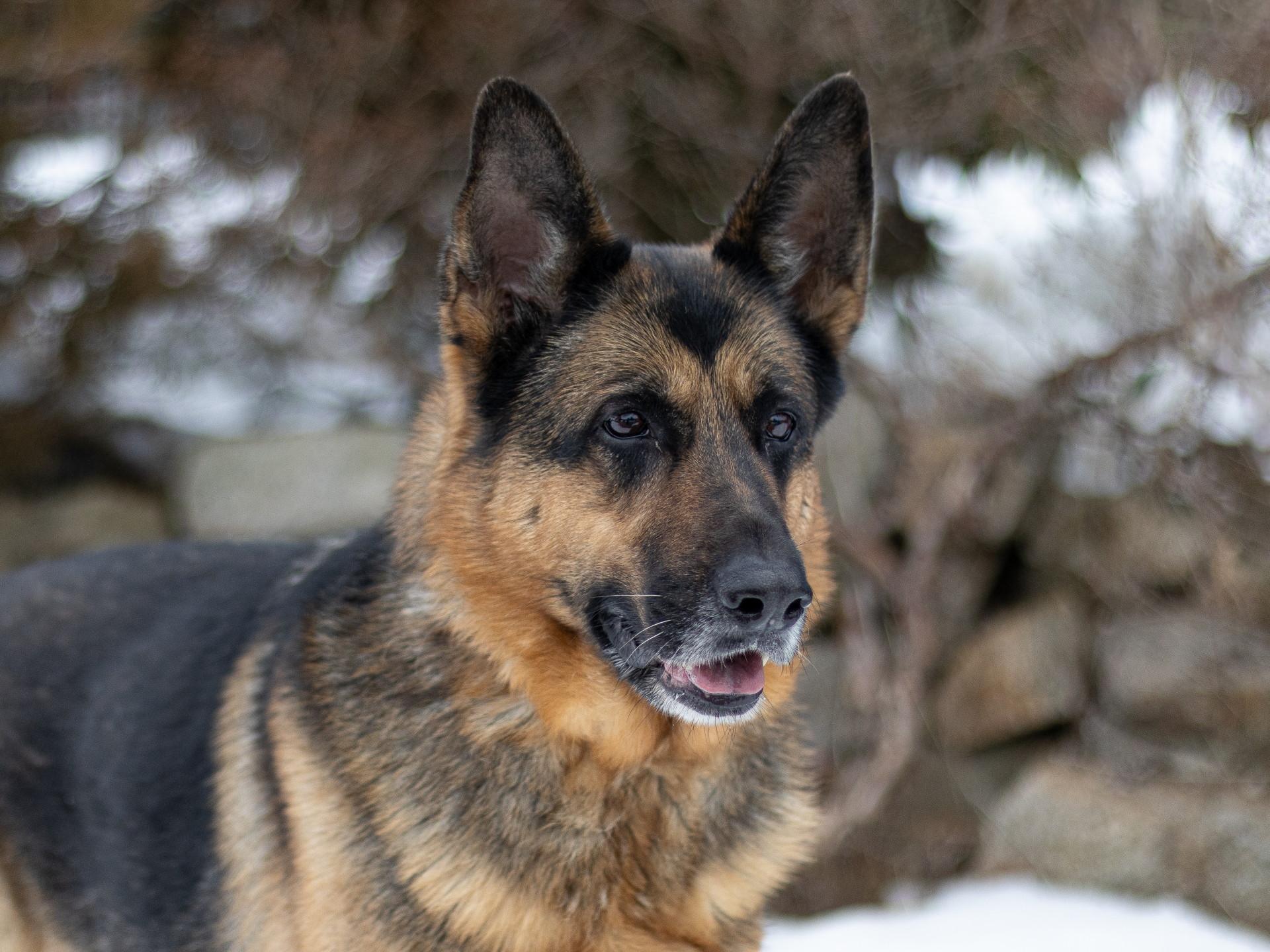 Enlarge Ellie, a ADOPTABLE German Shepherd Dog in Wayland, MA image 5/5