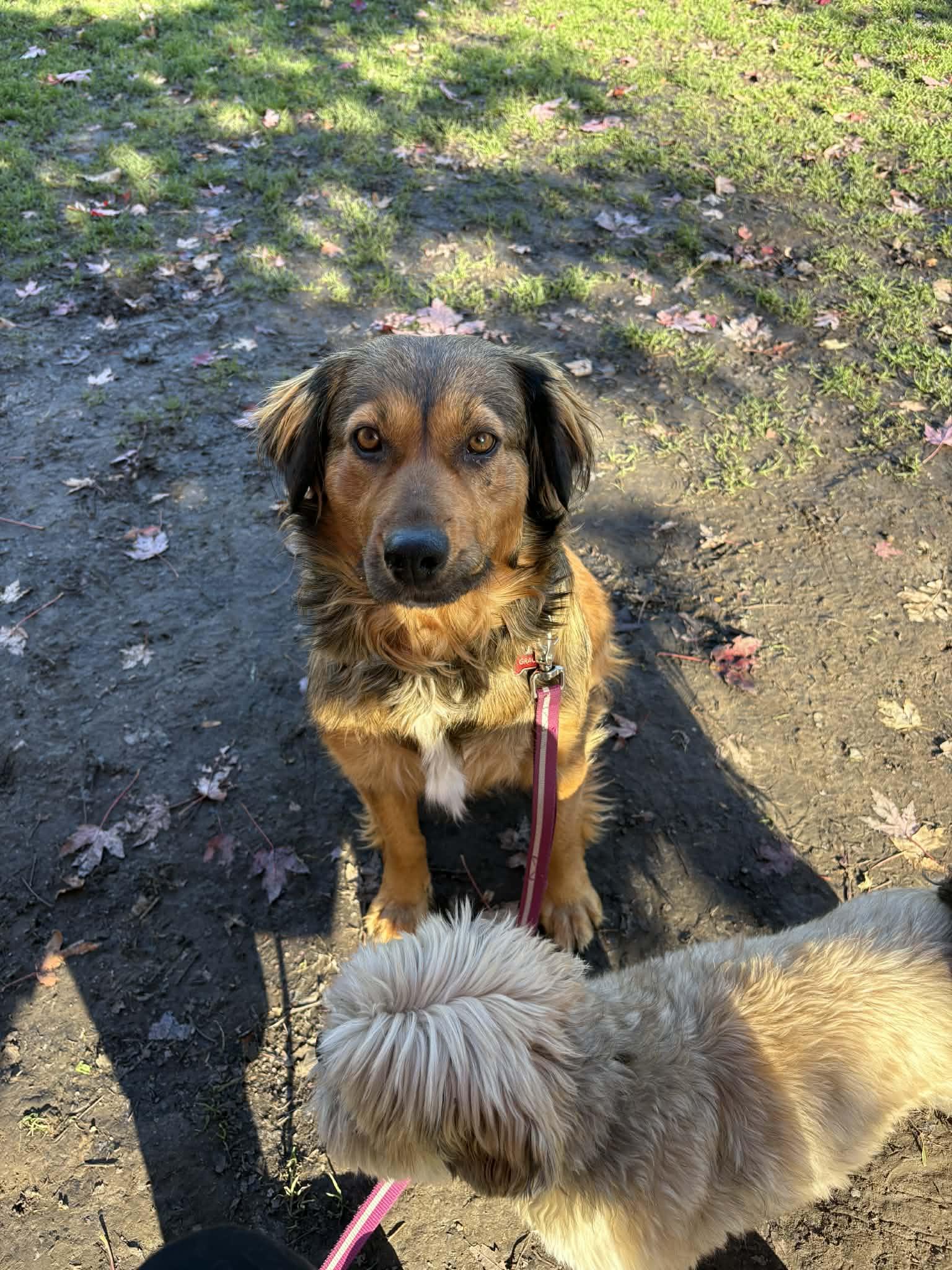 Miss Sunshine (20251006-07), an adopted mixed breed in Toronto, ON image 1/3