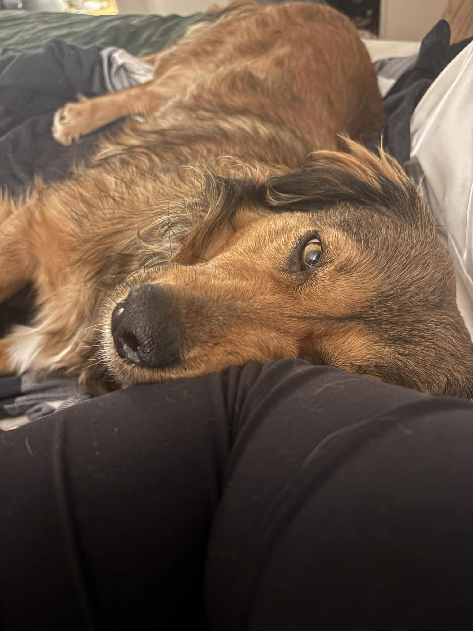 Miss Sunshine (20251006-07), an adopted mixed breed in Toronto, ON image 2/3