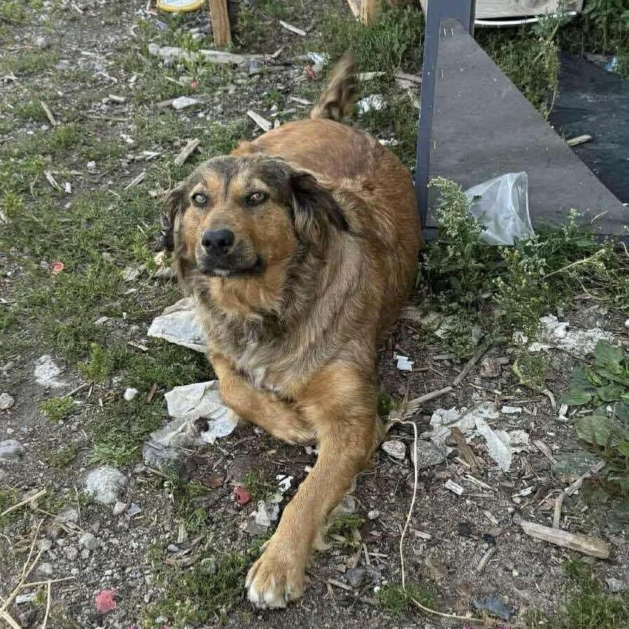 Miss Sunshine (20251006-07), an adopted mixed breed in Toronto, ON image 3/3