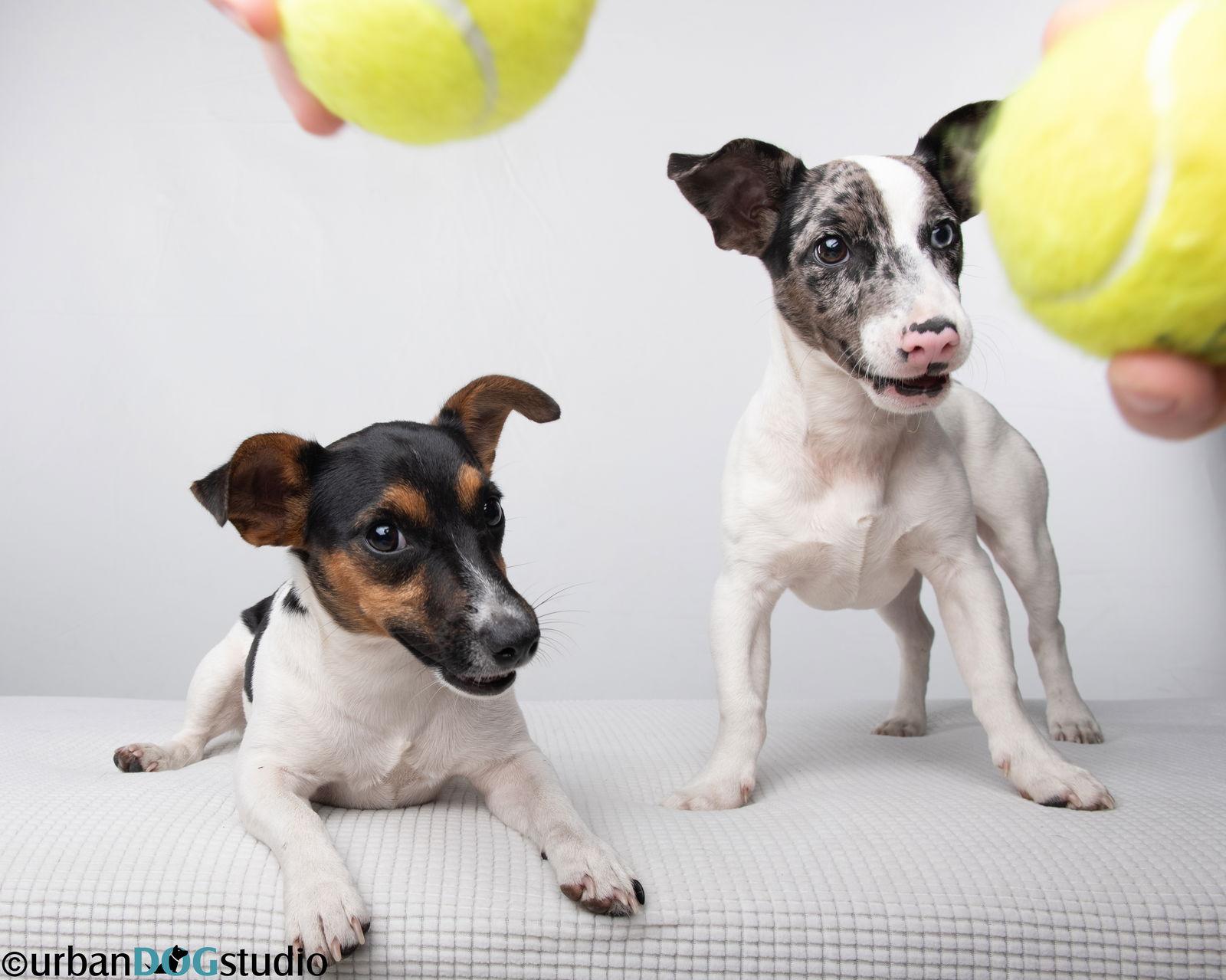 Sprout - M, a Adoptable Jack Russell Terrier in Tampa, FL image 1/3