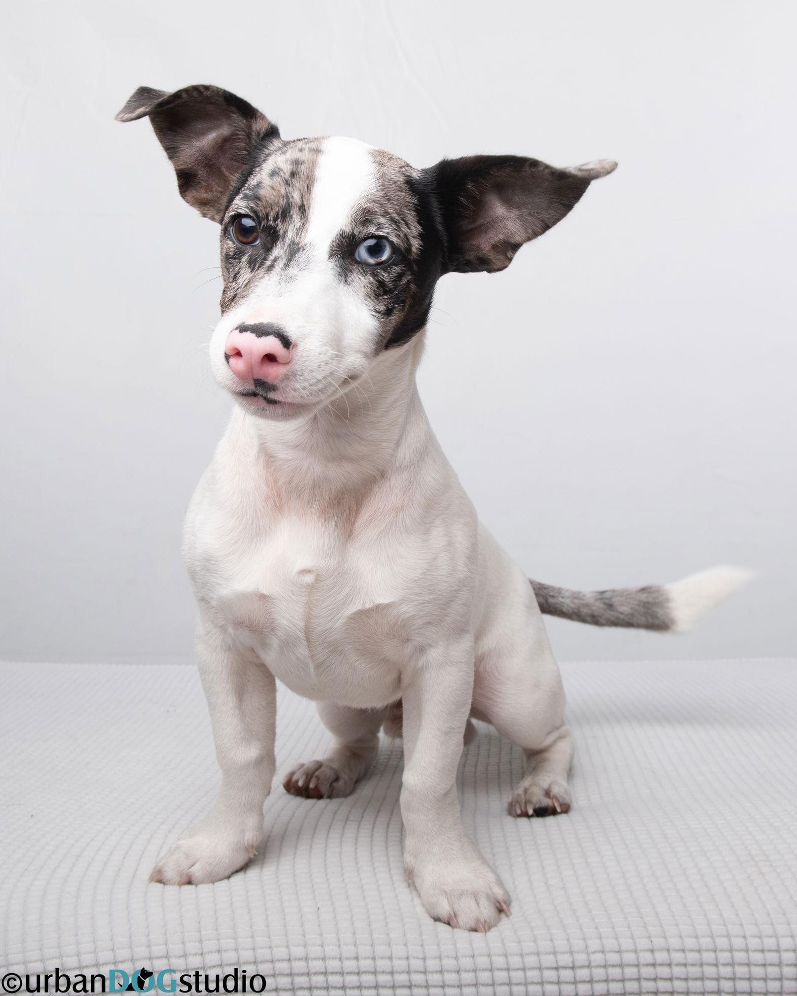 Sprout - M, a Adoptable Jack Russell Terrier in Tampa, FL image 2/3