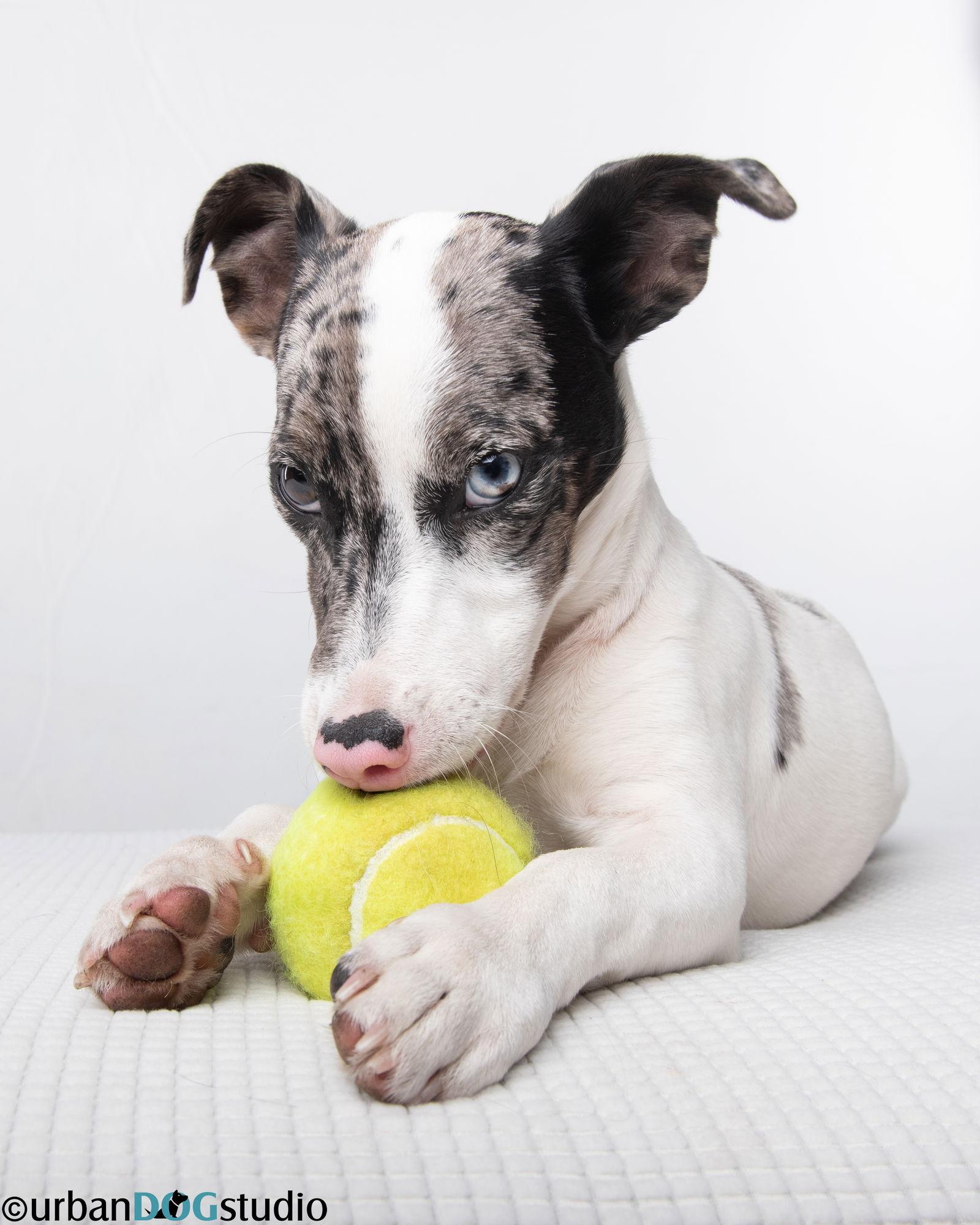 Sprout - M, a Adoptable Jack Russell Terrier in Tampa, FL image 3/3
