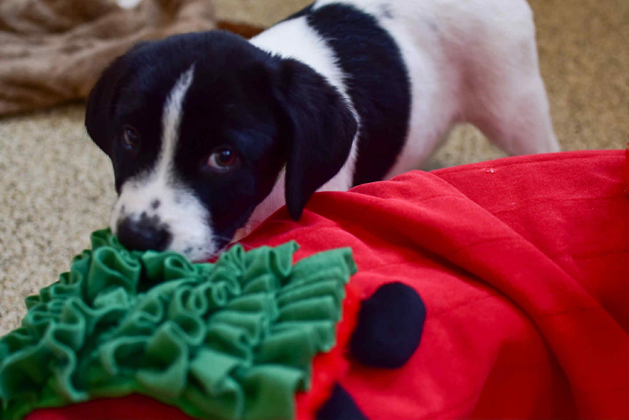 Ash, Adoptable, Puppy Male Border Collie & Labrador Retriever.