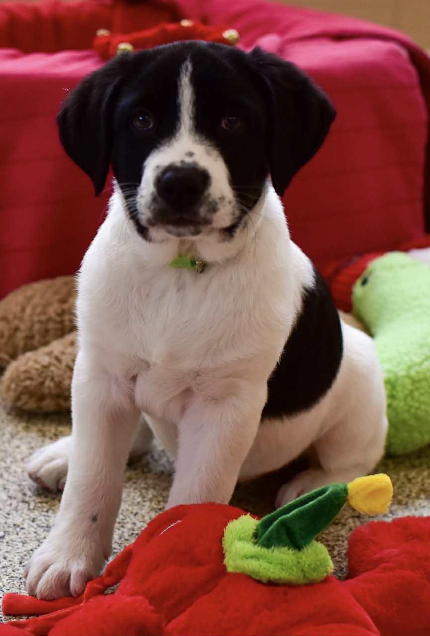 Enlarge Ash, a Adoptable mixed breed in Seymour, IN image 3/4