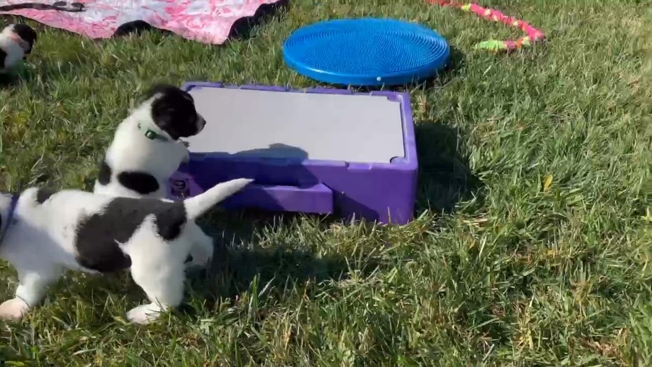 Enlarge Ash, a Adoptable mixed breed in Seymour, IN video 4/4