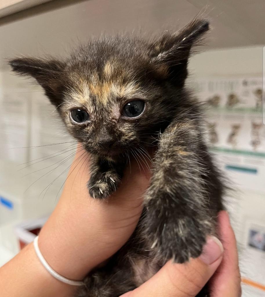 Enlarge Sarah, a Adoptable mixed breed in Greenfield, IN image 1/1