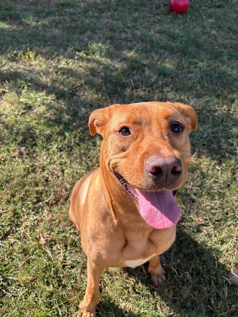 Enlarge Goldilocks, a Adoptable mixed breed in Fort Mill, SC image 1/4