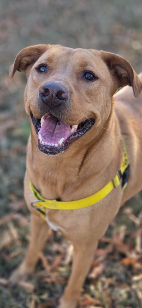 Goldilocks, Adoptable, Adult Female Labrador Retriever.