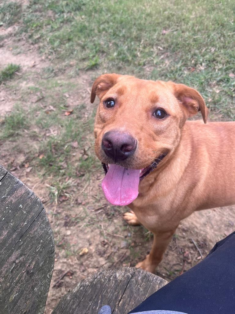 Goldilocks, a Adoptable mixed breed in Fort Mill, SC image 4/6