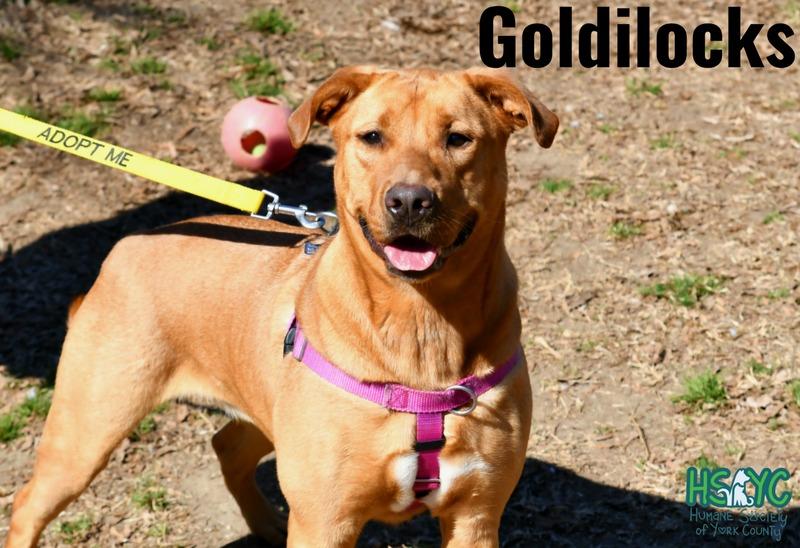 Goldilocks, a Adoptable mixed breed in Fort Mill, SC image 5/6