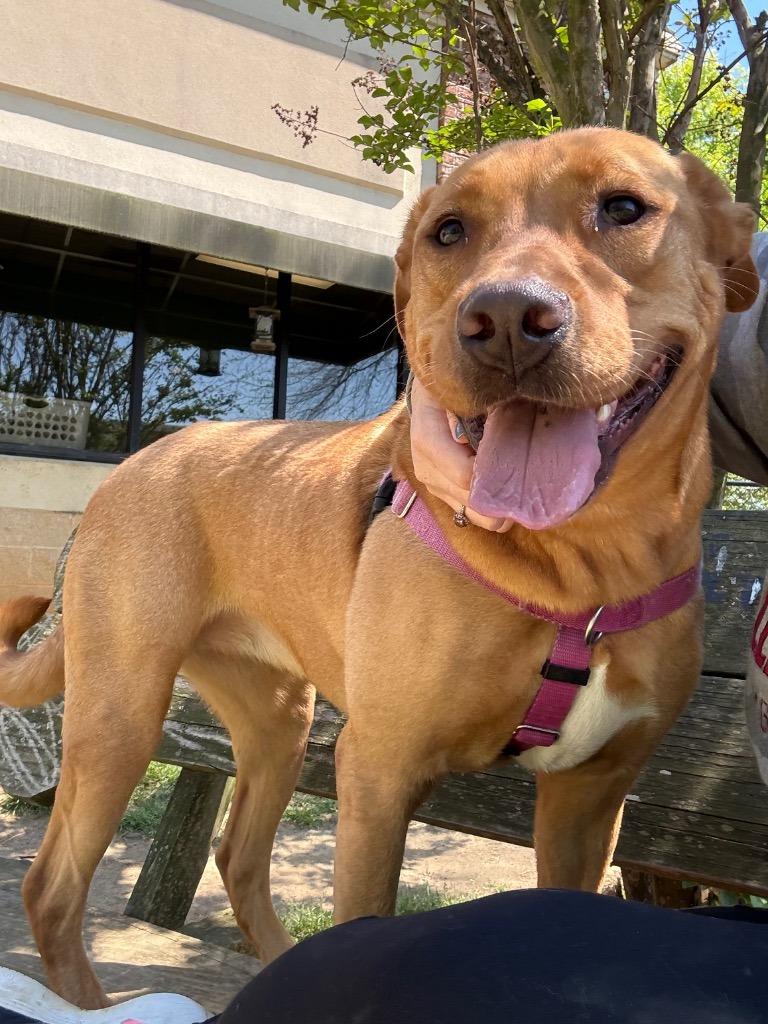 Enlarge Goldilocks, a Adoptable mixed breed in Fort Mill, SC image 2/4