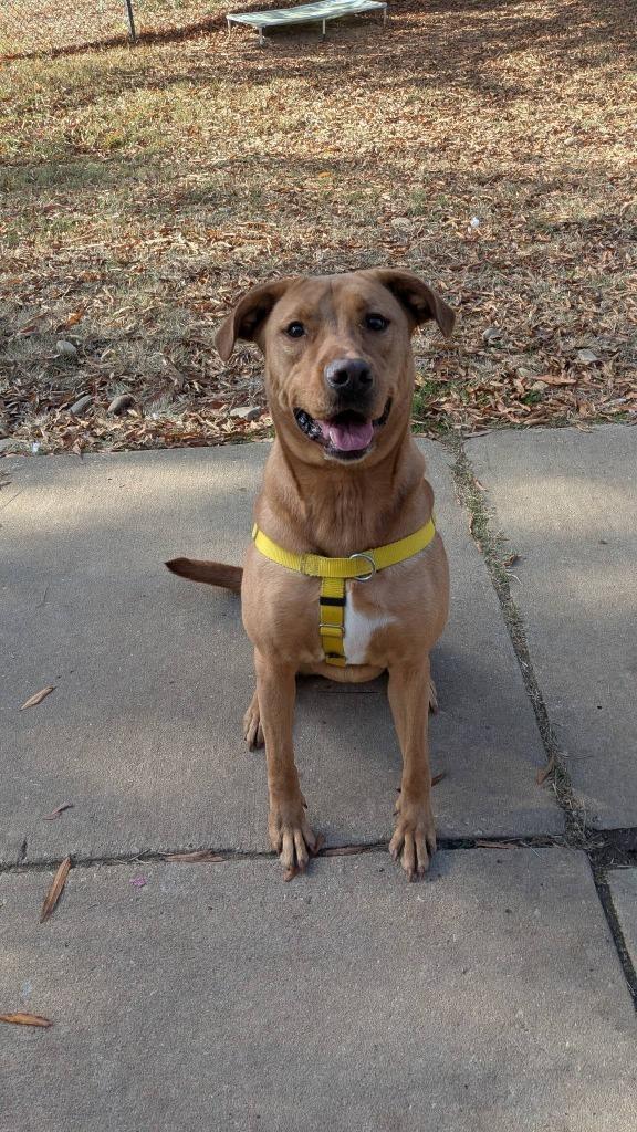 Enlarge Goldilocks, a Adoptable mixed breed in Fort Mill, SC image 3/4