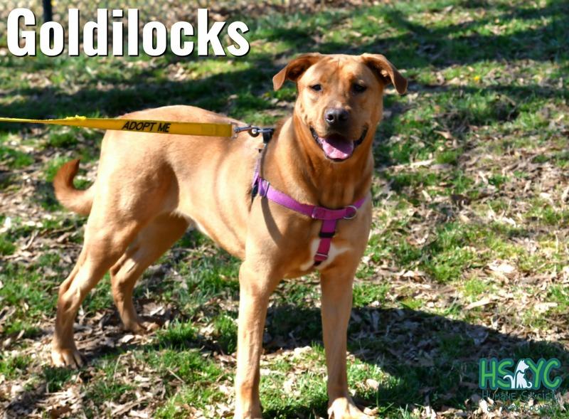 Enlarge Goldilocks, a Adoptable mixed breed in Fort Mill, SC image 6/6