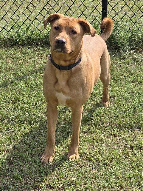 Goldilocks, a Adoptable mixed breed in Fort Mill, SC image 5/6