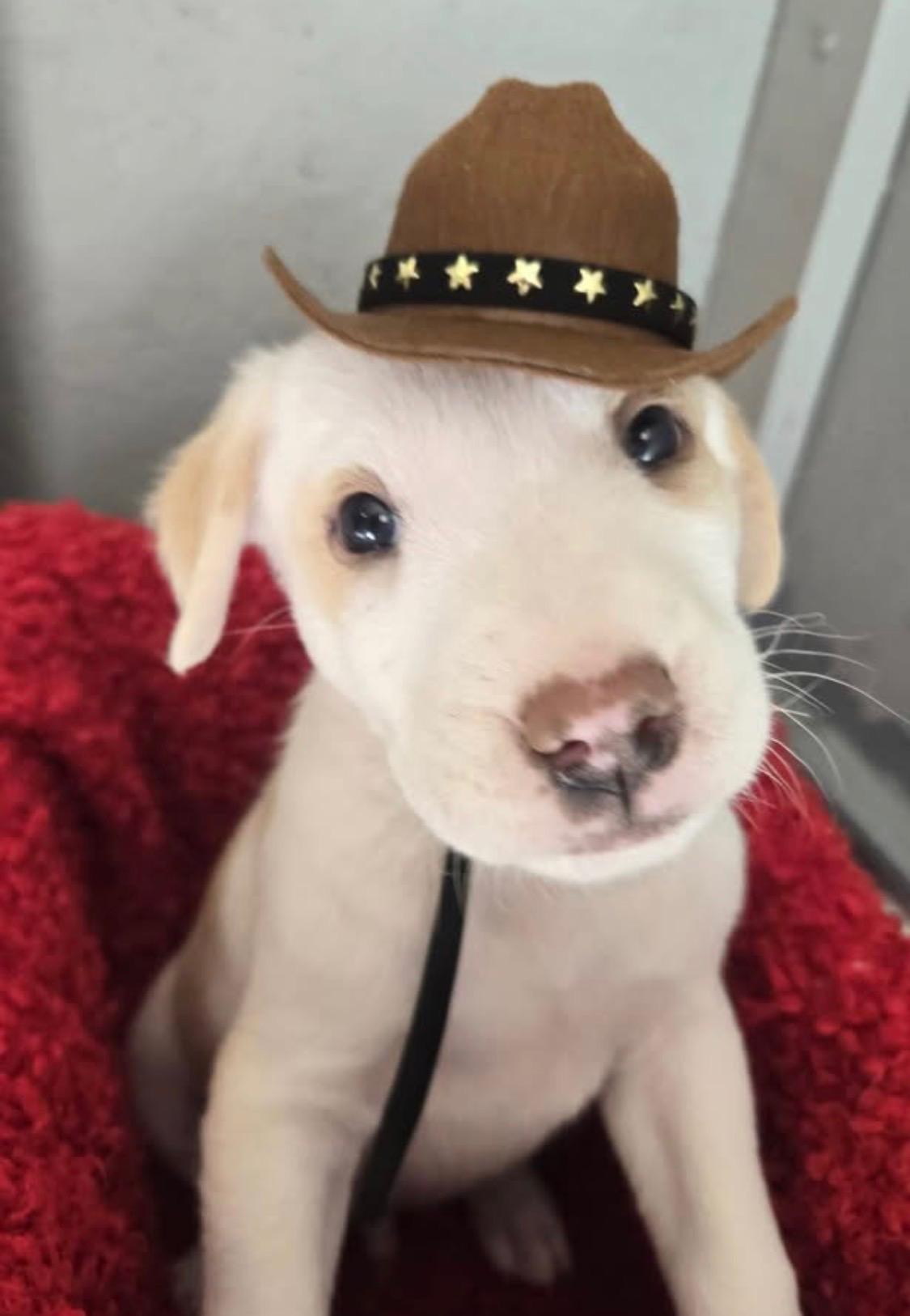 Jeff, Adoptable, Puppy Male Great Pyrenees.