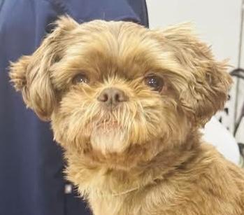 Star, Adopted, Adult Female Shih Tzu.