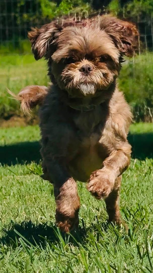 Enlarge Star, a Adopted Shih Tzu in Woodlawn, TN image 2/4