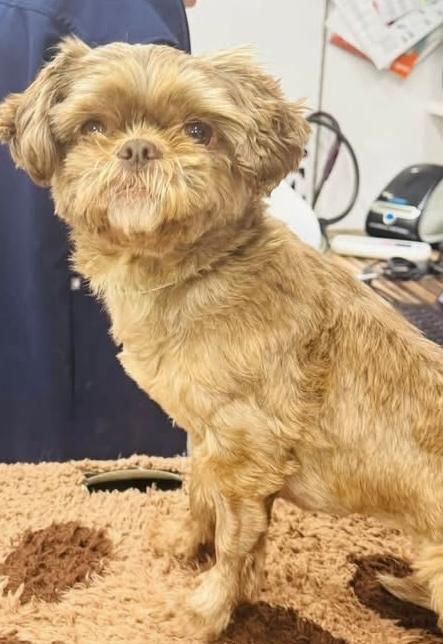 Enlarge Star, a Adopted Shih Tzu in Woodlawn, TN image 3/4