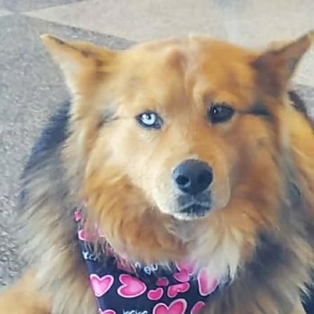 Kodiak, ADOPTABLE, Adult Male German Shepherd Dog & Australian Shepherd.