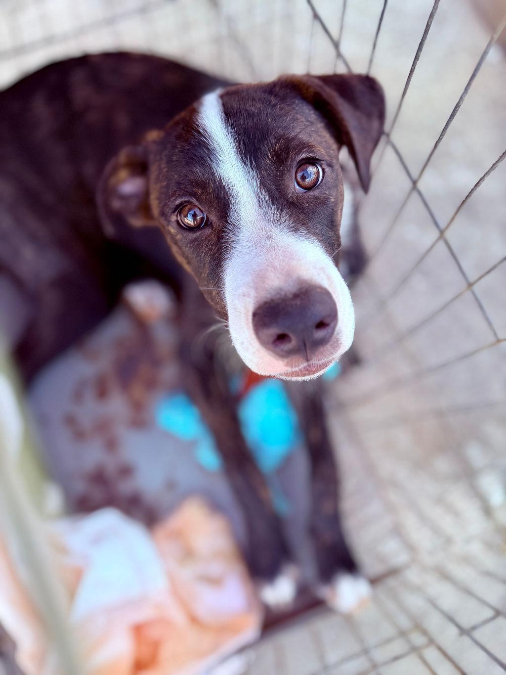 Enlarge Frankie, an adopted mixed breed in Cypress, TX image 2/5