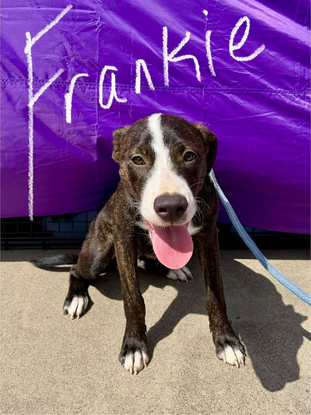 Enlarge Frankie, an adopted mixed breed in Cypress, TX image 5/5
