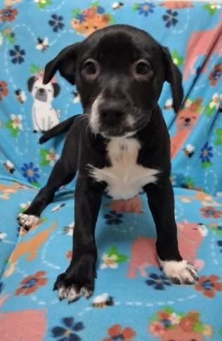 Enlarge Ella, a ADOPTABLE Mixed Breed in Miller Beach, IN image 1/1