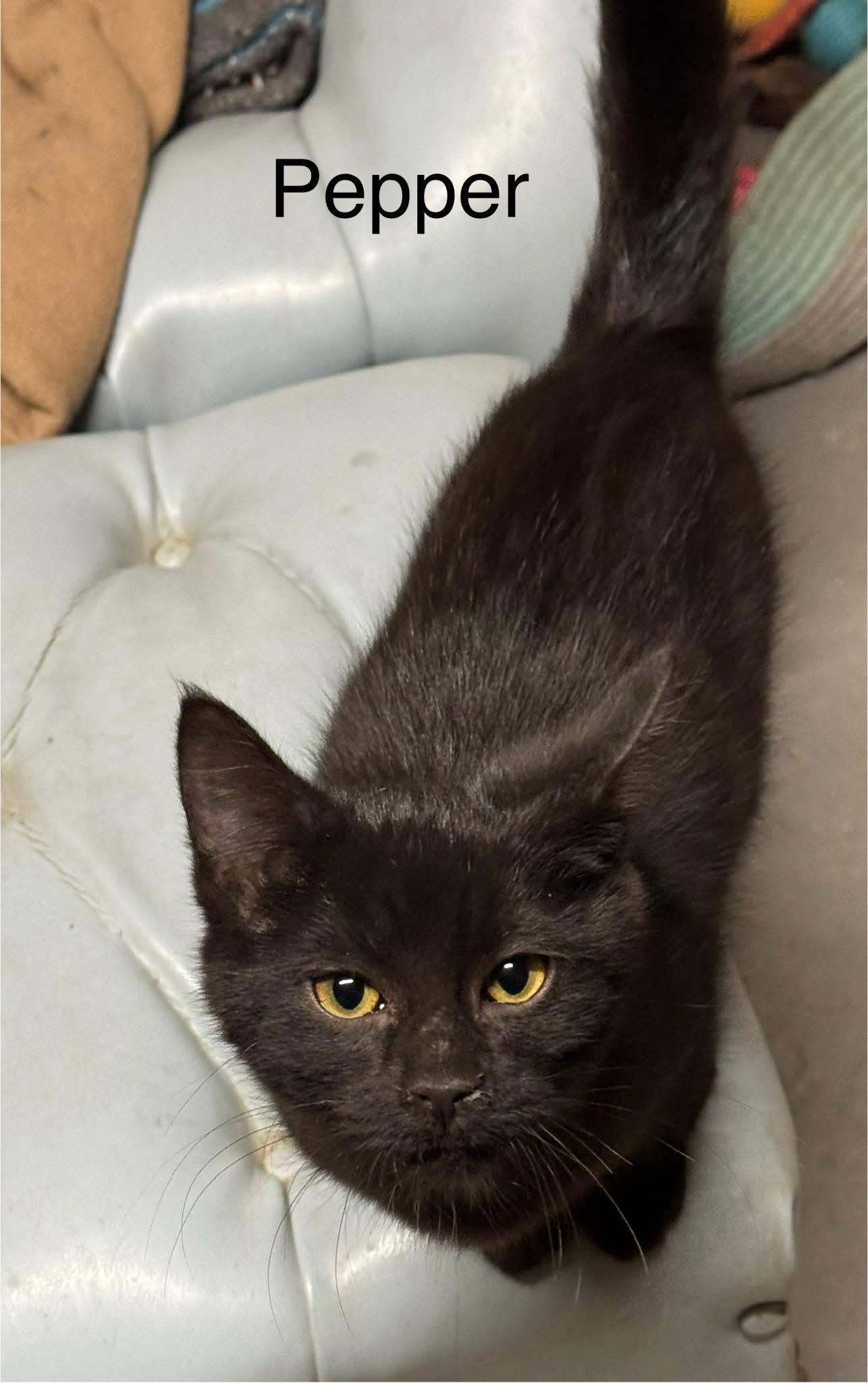 Pepper , adopted, Kitten Male Domestic Short Hair.