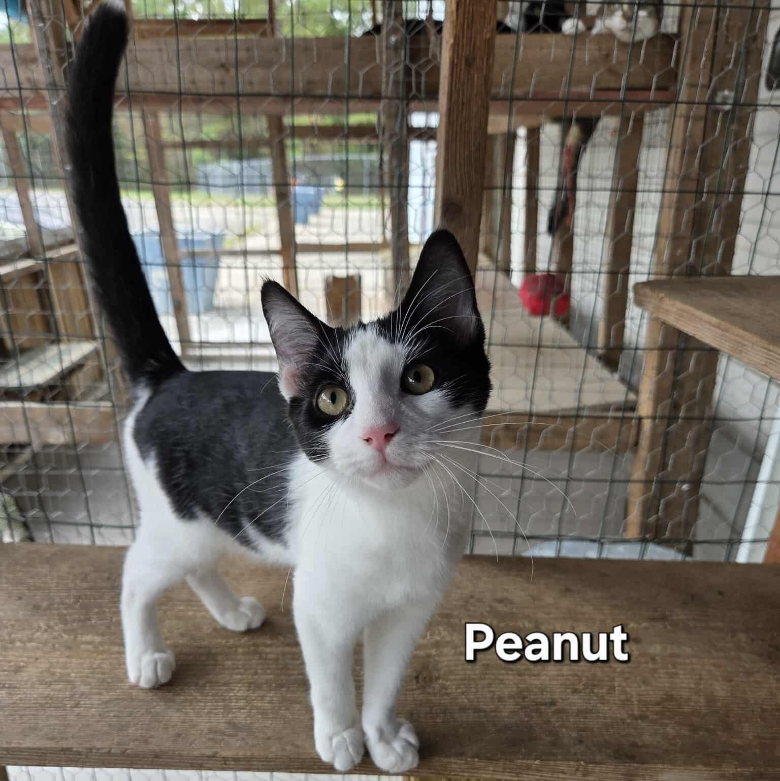 Peanut