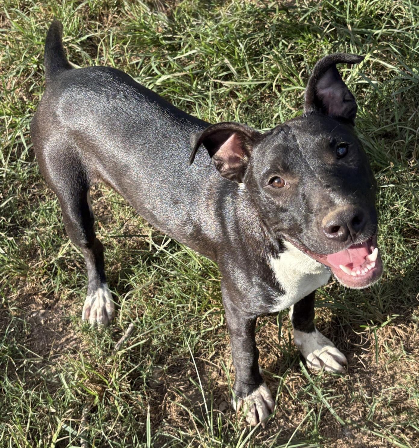 Gumdrop, a Adoptable mixed breed in Monroeville , PA image 4/6