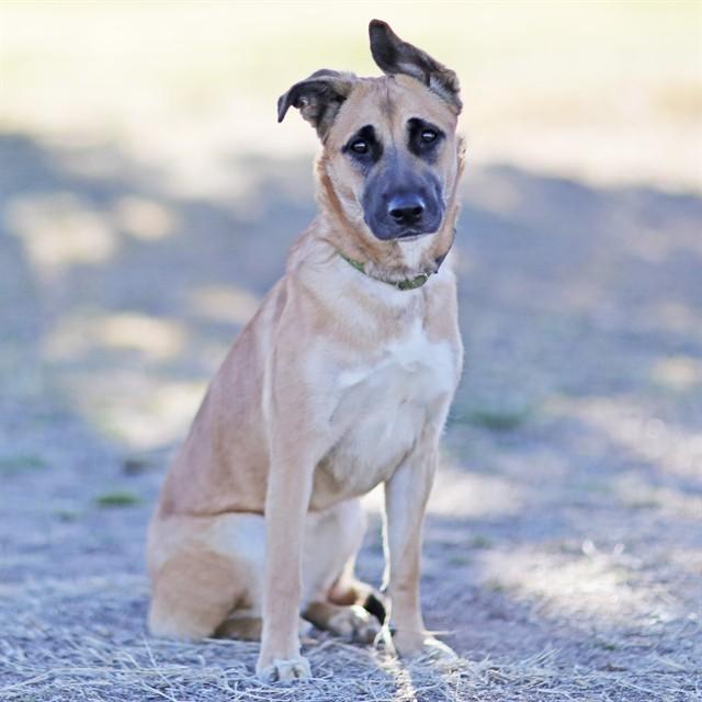 SASSY, Adoptable, Young Female Australian Cattle Dog / Blue Heeler & Mixed Breed.