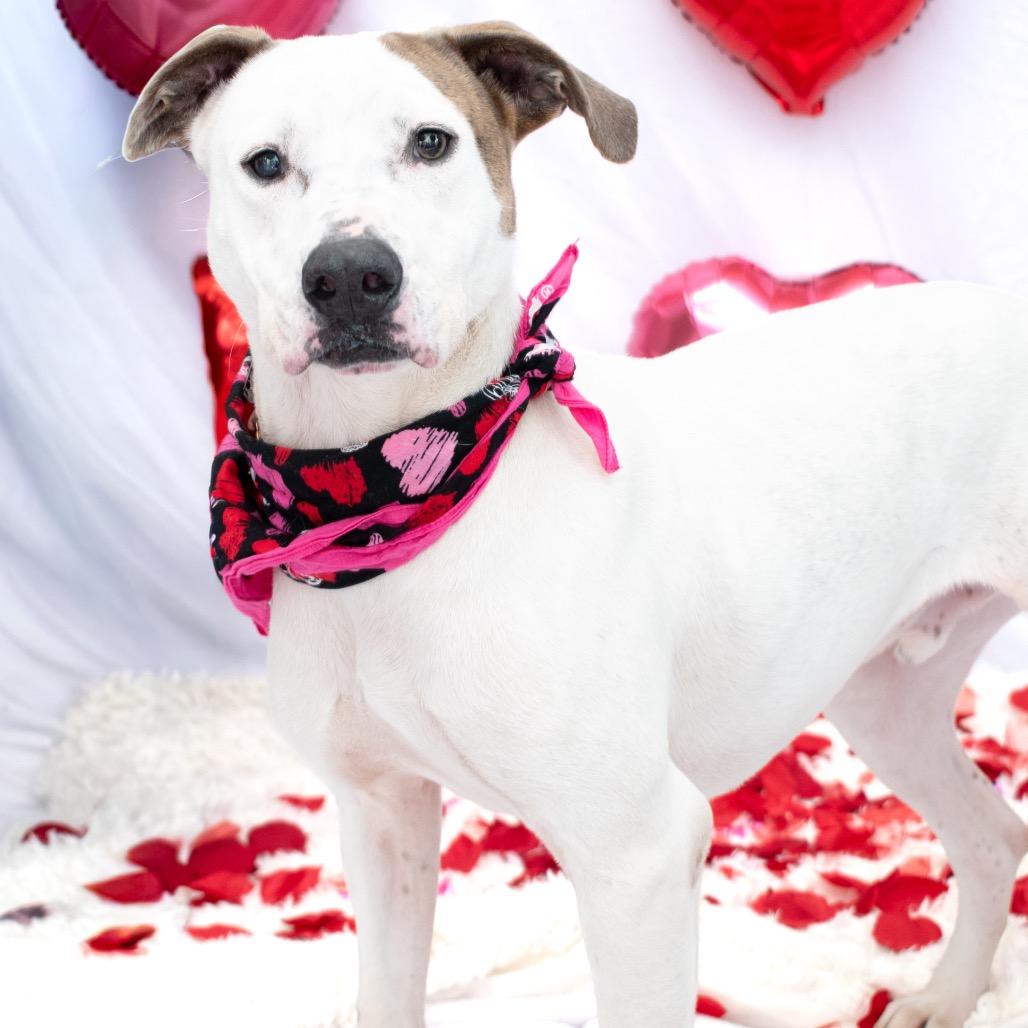 Blu, Adoptable, Adult Male Pit Bull Terrier & Boxer.