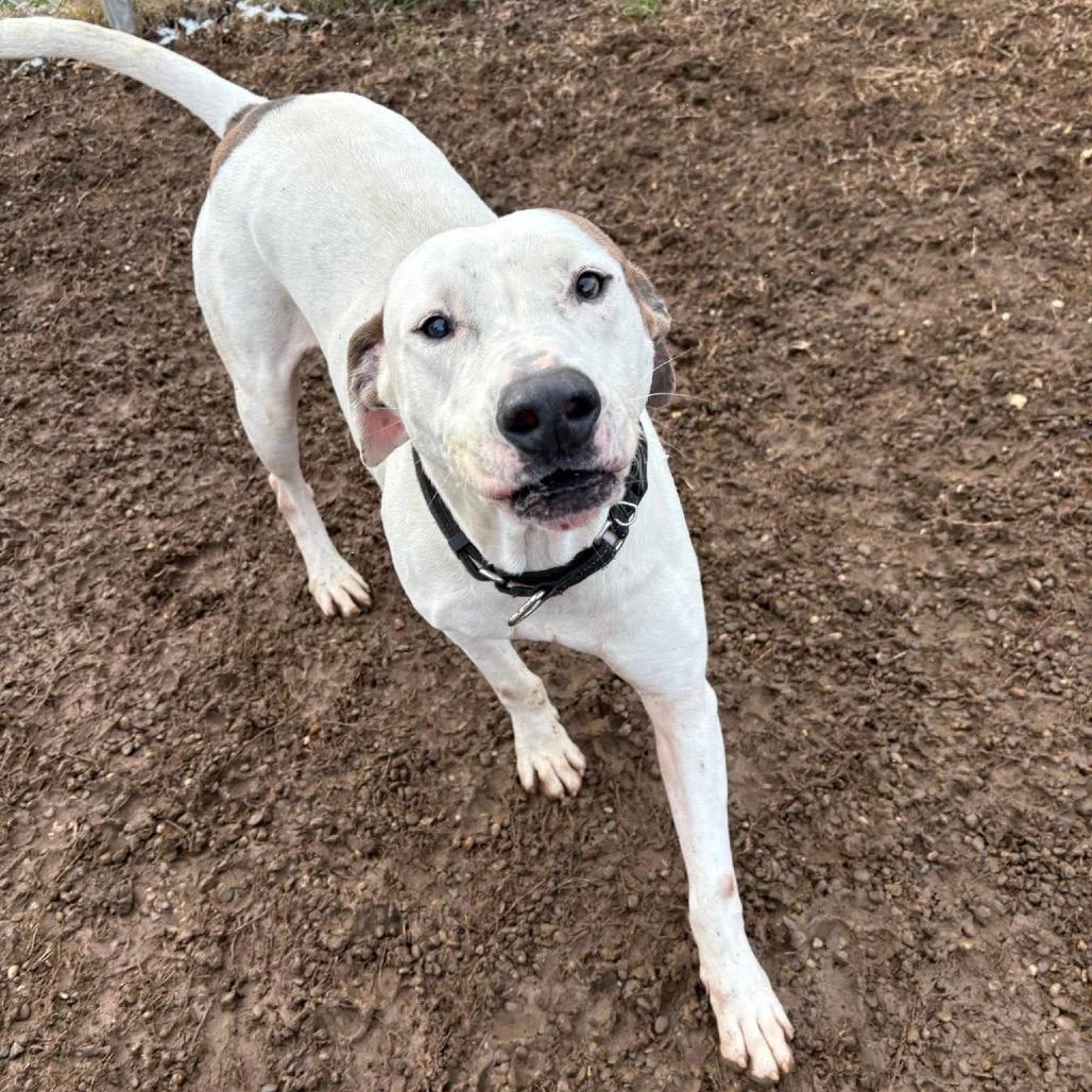 Blu, Adoptable, Adult Male Pit Bull Terrier & Boxer.