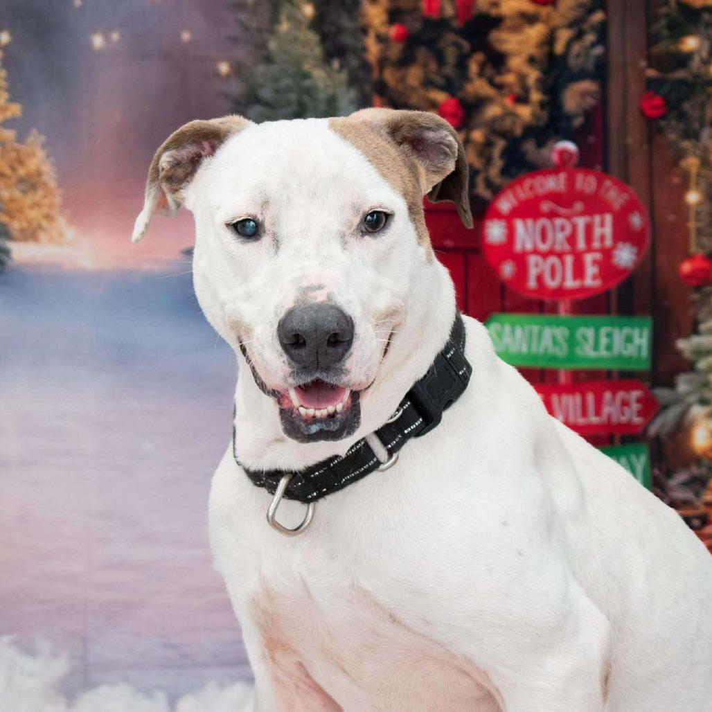 Enlarge Blu, a Adoptable mixed breed in Parkersburg, WV image 2/6