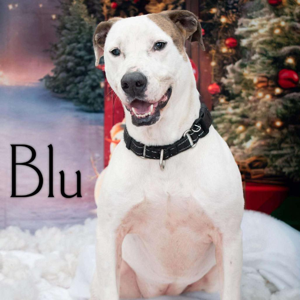 Enlarge Blu, a Adoptable mixed breed in Parkersburg, WV image 3/6