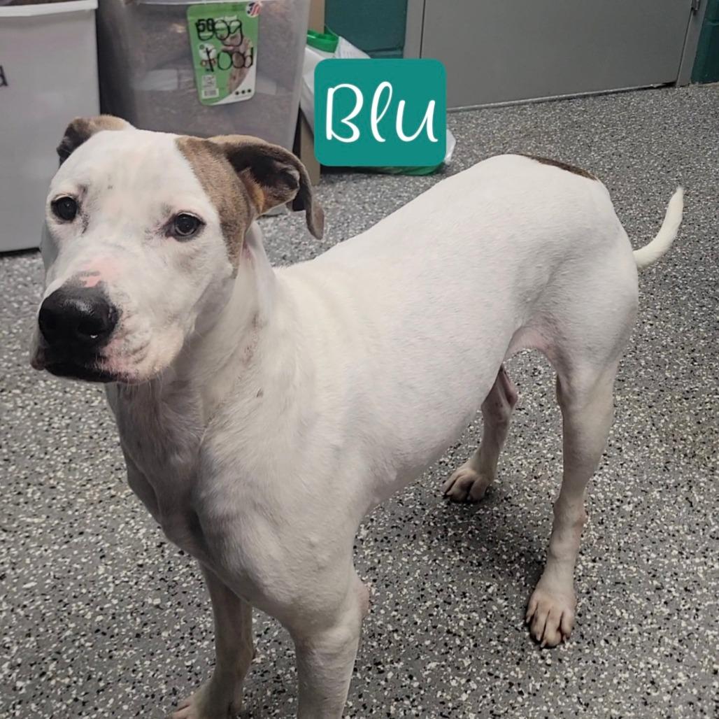 Enlarge Blu, a Adoptable mixed breed in Parkersburg, WV image 4/6