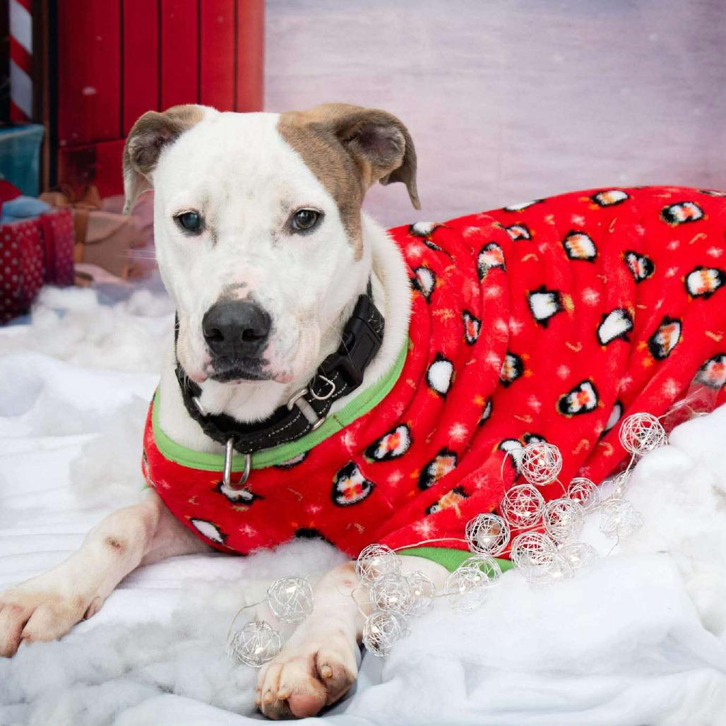 Enlarge Blu, a Adoptable mixed breed in Parkersburg, WV image 6/6