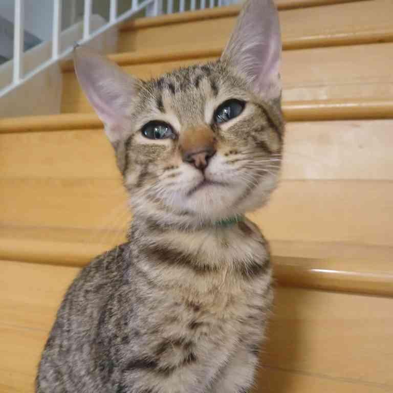 Enlarge Rocky, a Adoptable Domestic Short Hair in Vallejo, CA image 1/2