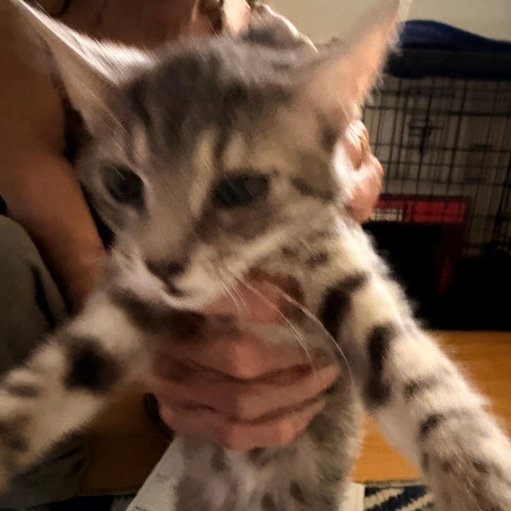 Enlarge Rocky, a Adoptable Domestic Short Hair in Vallejo, CA image 2/2