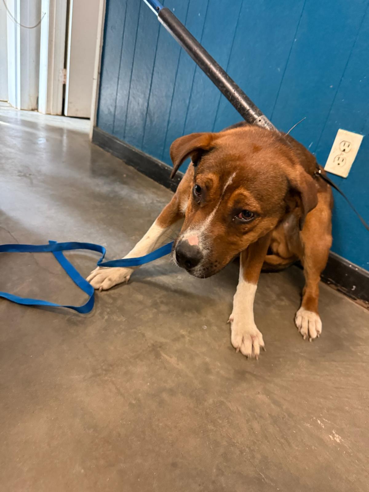 Will, Adoptable, Adult Male Retriever.