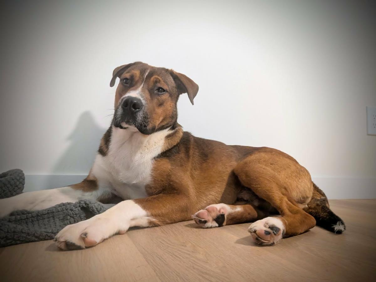 Enlarge Will, a Adoptable mixed breed in Ozark, AL image 1/1