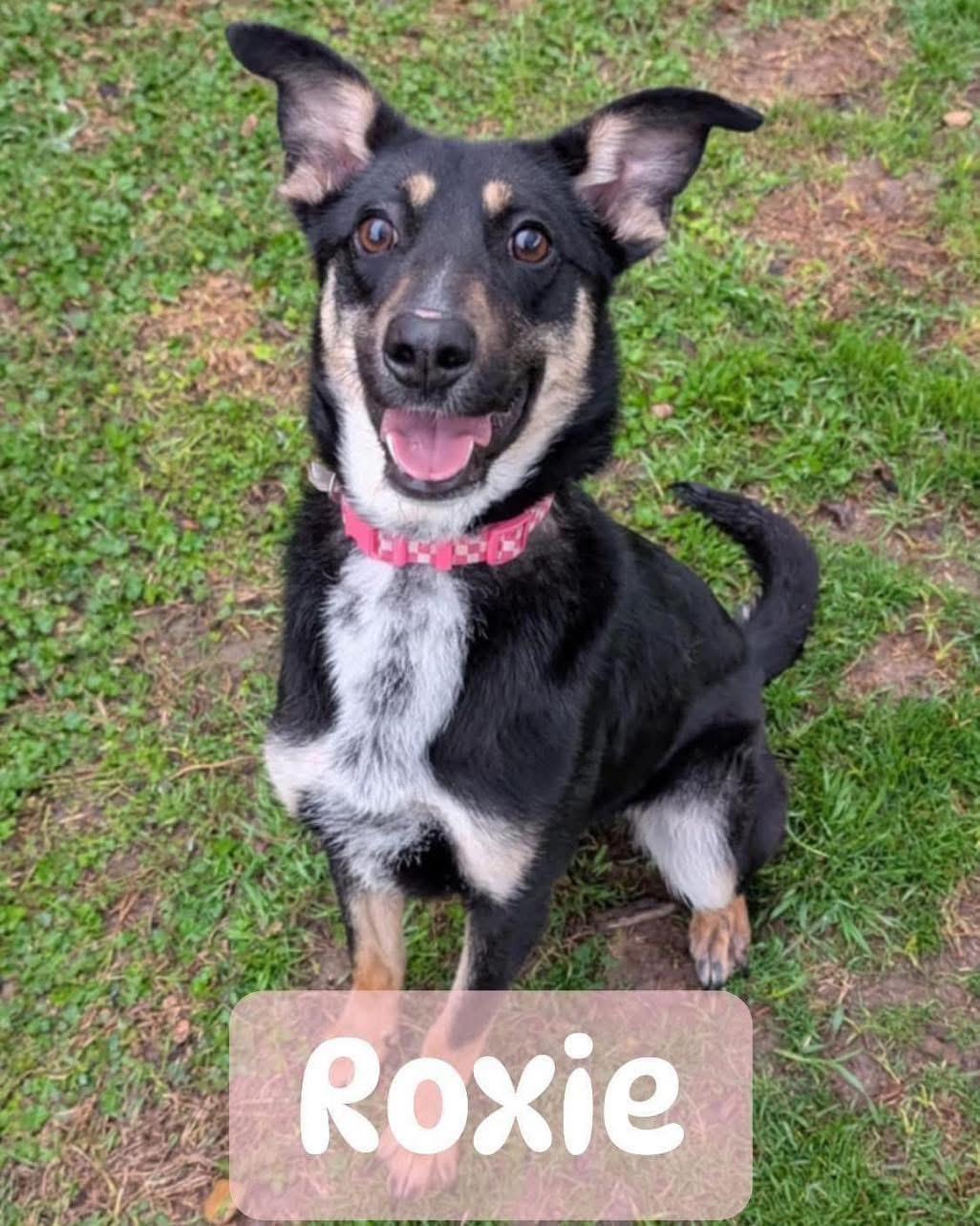 Roxie, an adopted mixed breed in Fort Worth, TX image 1/6