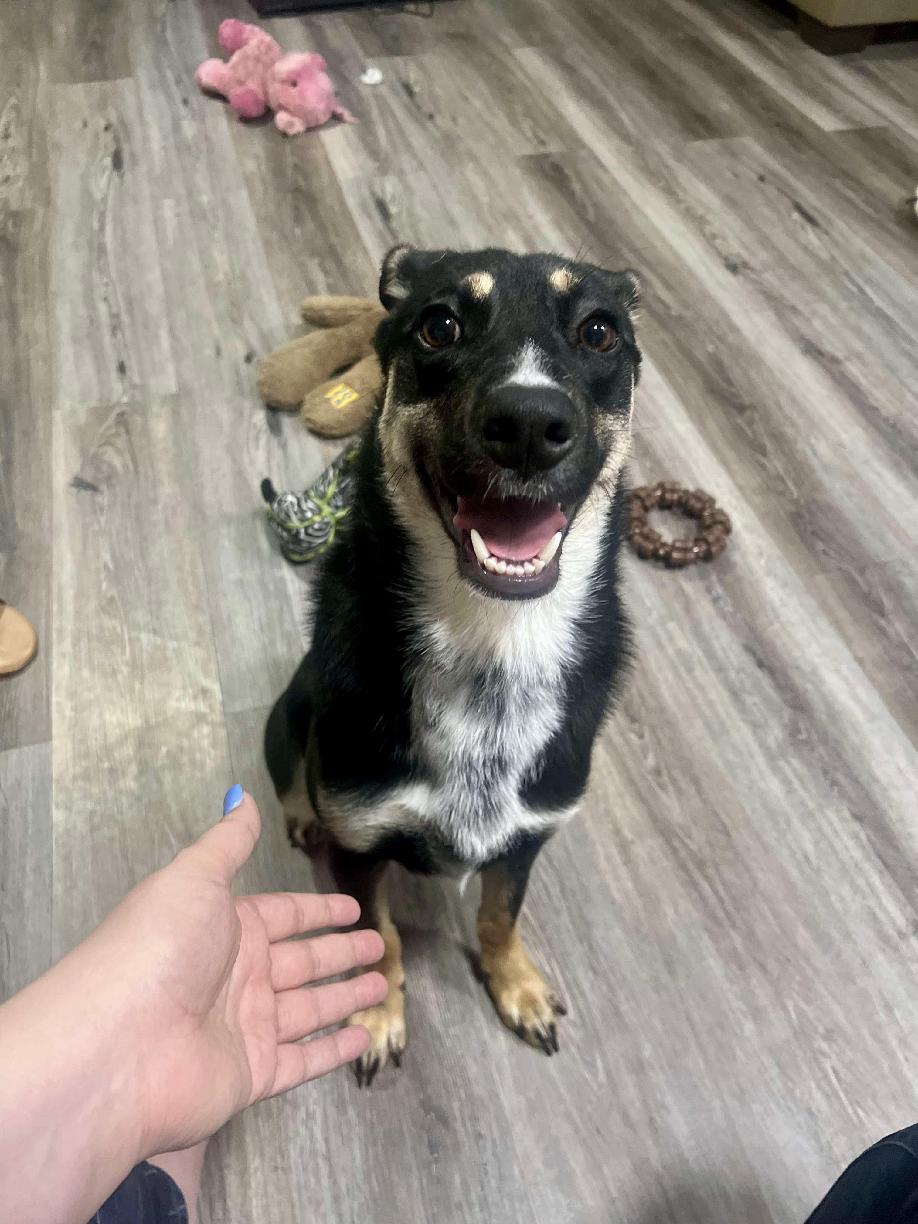 Roxie, an adopted mixed breed in Fort Worth, TX image 2/6