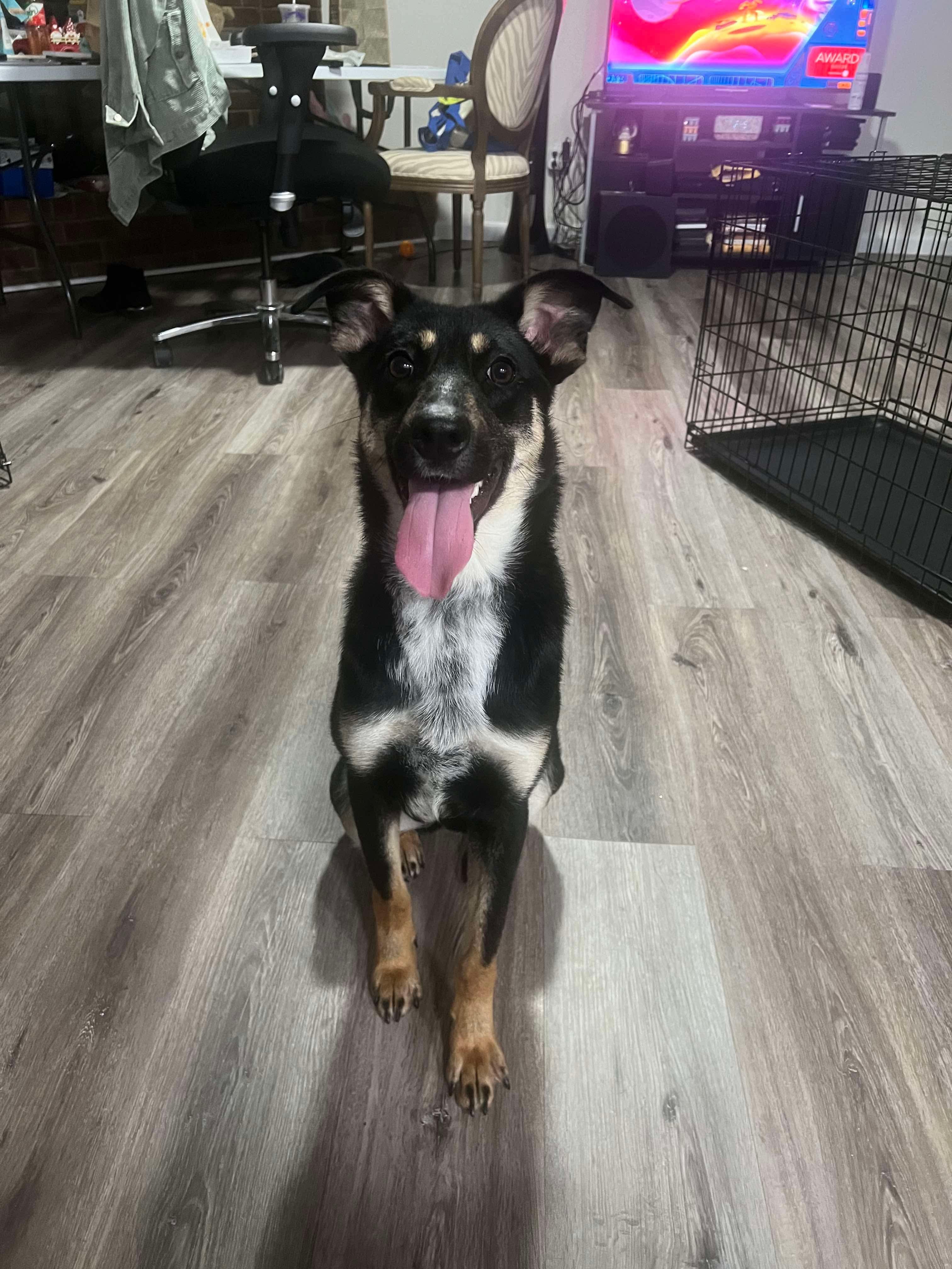 Roxie, an adopted mixed breed in Fort Worth, TX image 6/6